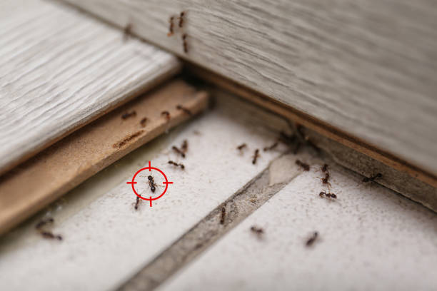 Best Termite Inspection and Treatment  in Centennial, CO